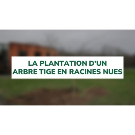La plantation d'un arbre tige en racines nues