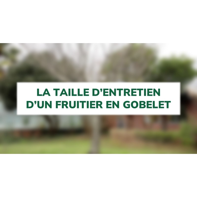 La taille d'entretien d'un fruitier en gobelet