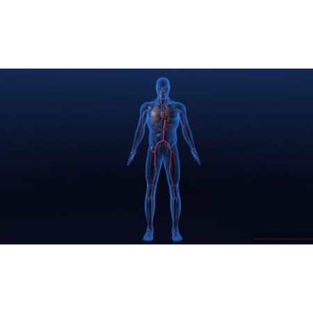 L'appareil cardio-vasculaire