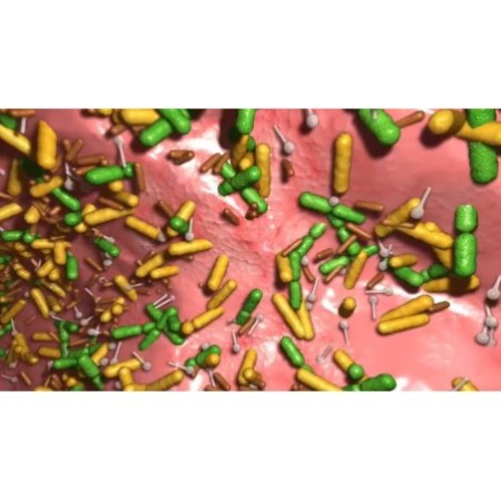 Le microbiote