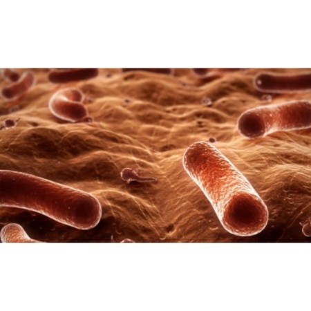 La réaction inflammatoire