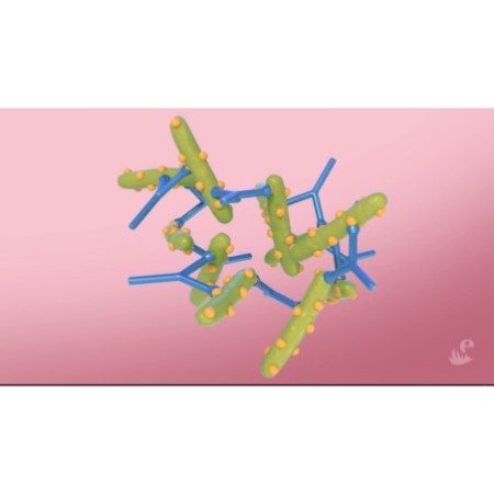 Les anticorps et le complexe immunitaire