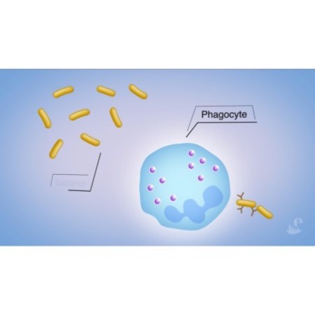 La phagocytose