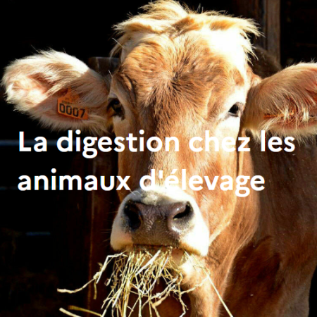 La digestion chez les animaux d'élevage