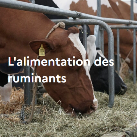 L'alimentation des ruminants