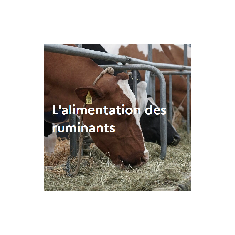 L'alimentation des ruminants