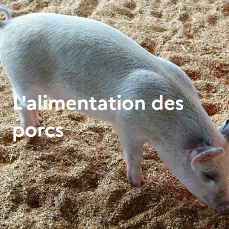 L'alimentation des porcs