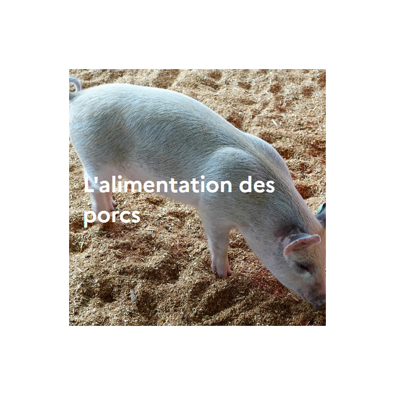 L'alimentation des porcs L'alimentation des porcs