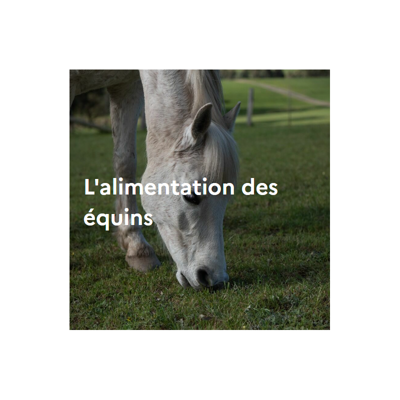 L'alimentation des équins L'alimentation des équins