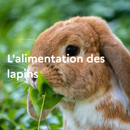 L'alimentation des lapins