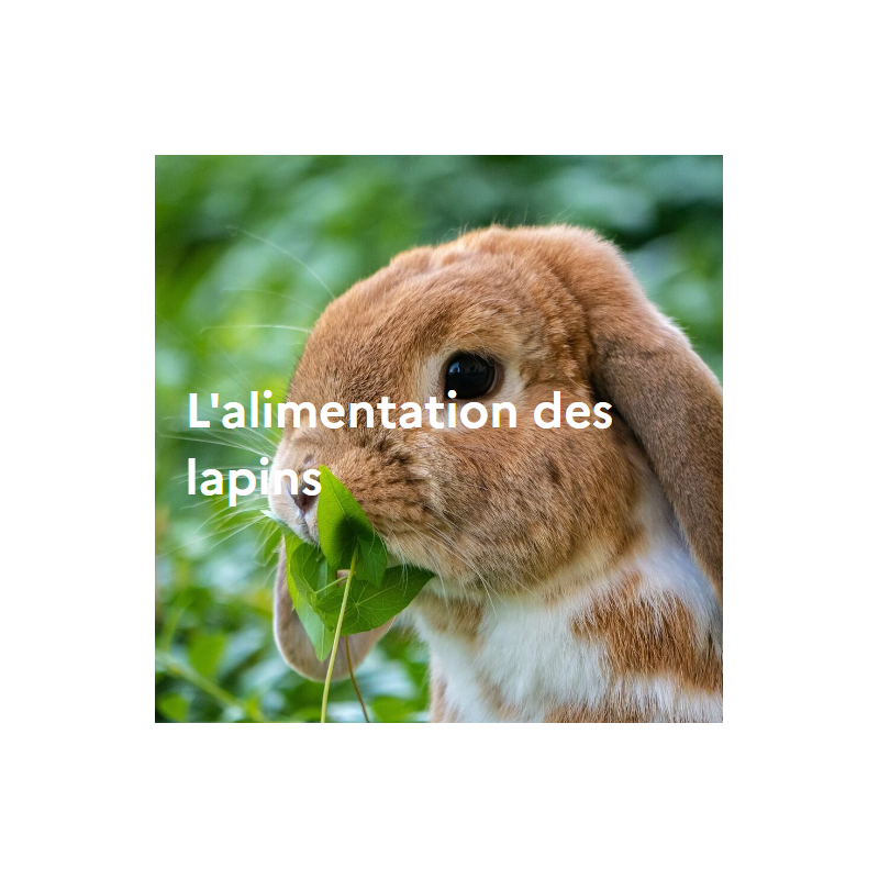 L'alimentation des lapins L'alimentation des lapins