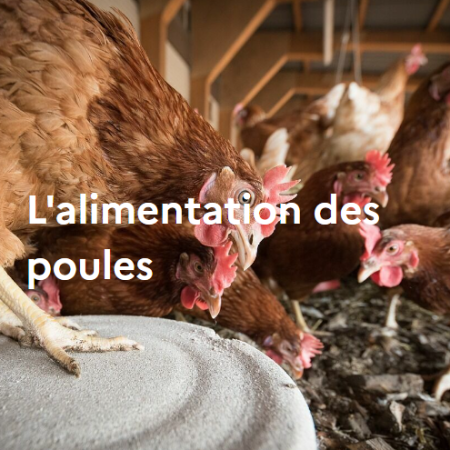 L'alimentation des poules