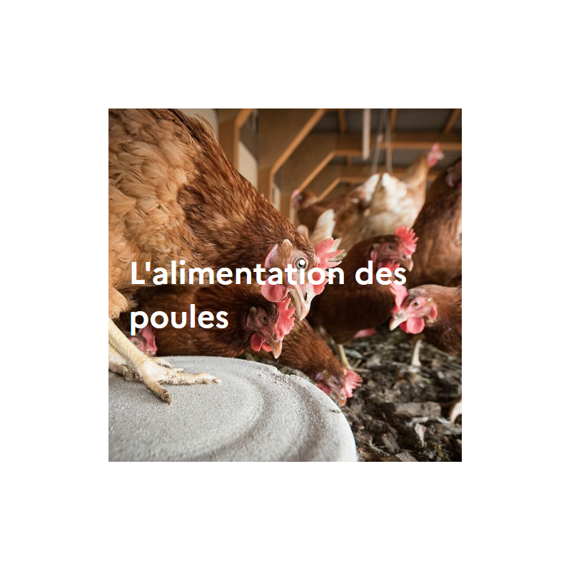 L'alimentation des poules L'alimentation des poules