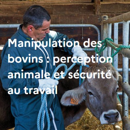 Manipulation des bovins : perception animale et sécurité au travail