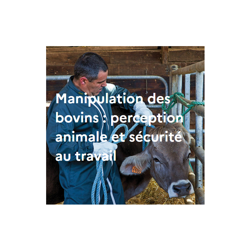 Manipulation des bovins : perception animale et sécurité au travail Manipulation des bovins : perception animale et sécurité au travail