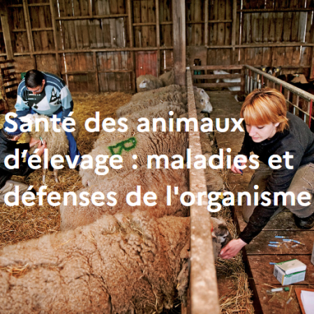 Santé des animaux d’élevage : maladies et défenses de l'organisme
