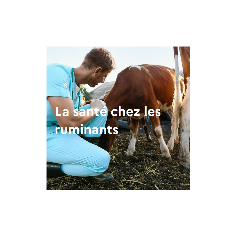 La santé chez les ruminants