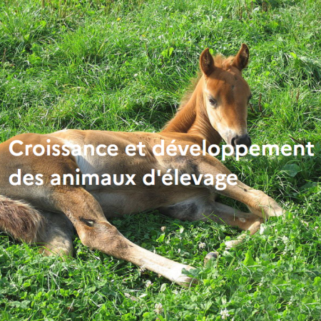 Croissance et développement des animaux d'élevage