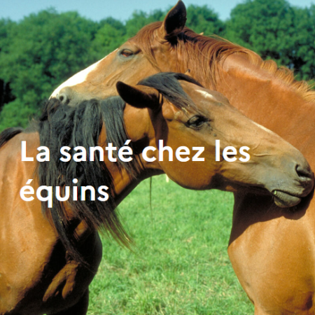 La santé chez les équins