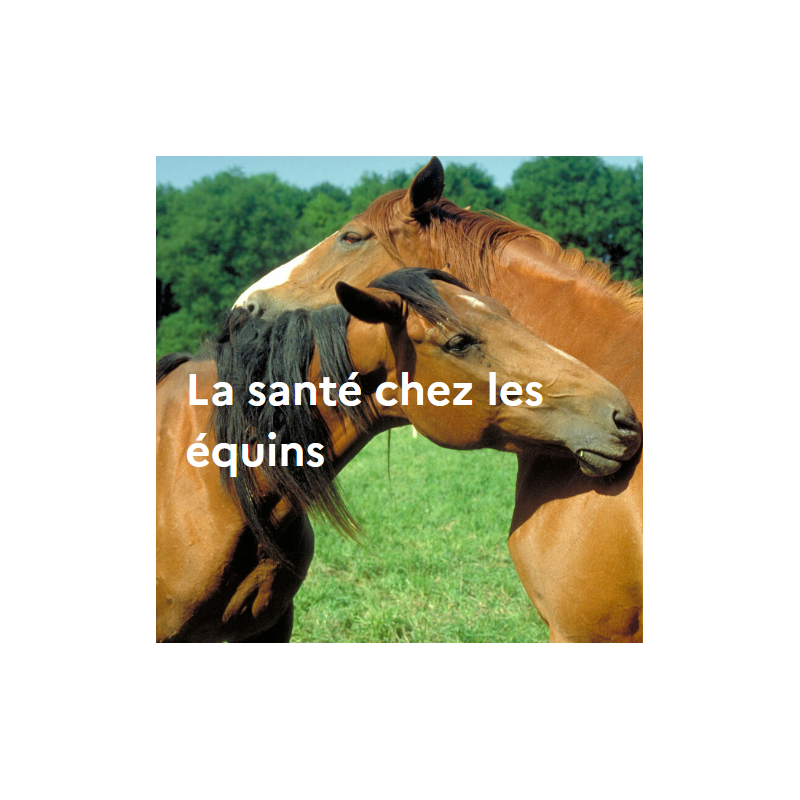 La santé chez les équins La santé chez les équins