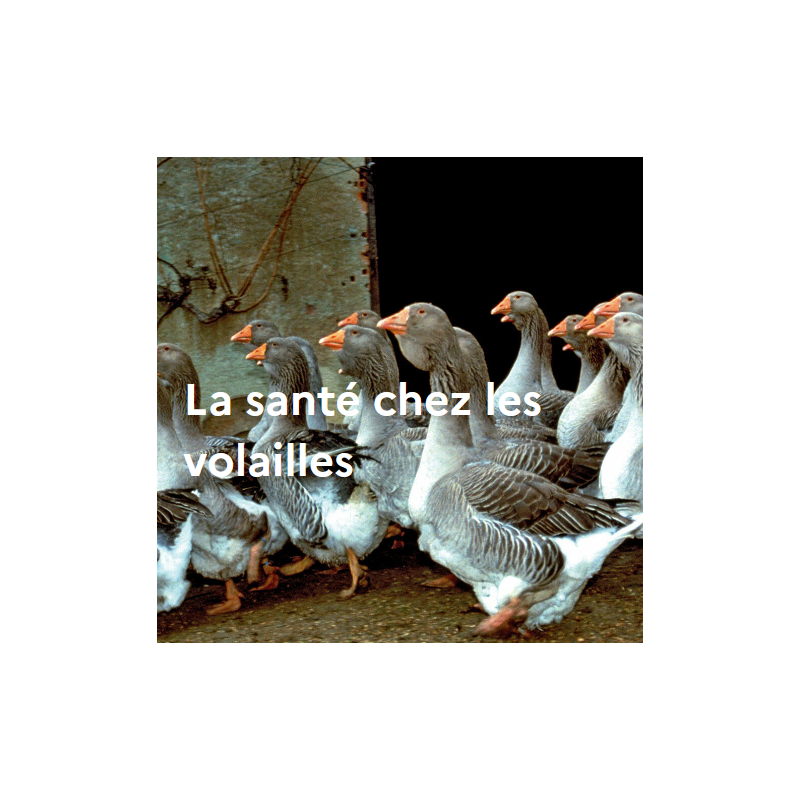 La santé chez les volailles La santé chez les volailles