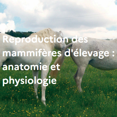 Reproduction des mammifères d'élevage : anatomie et physiologie