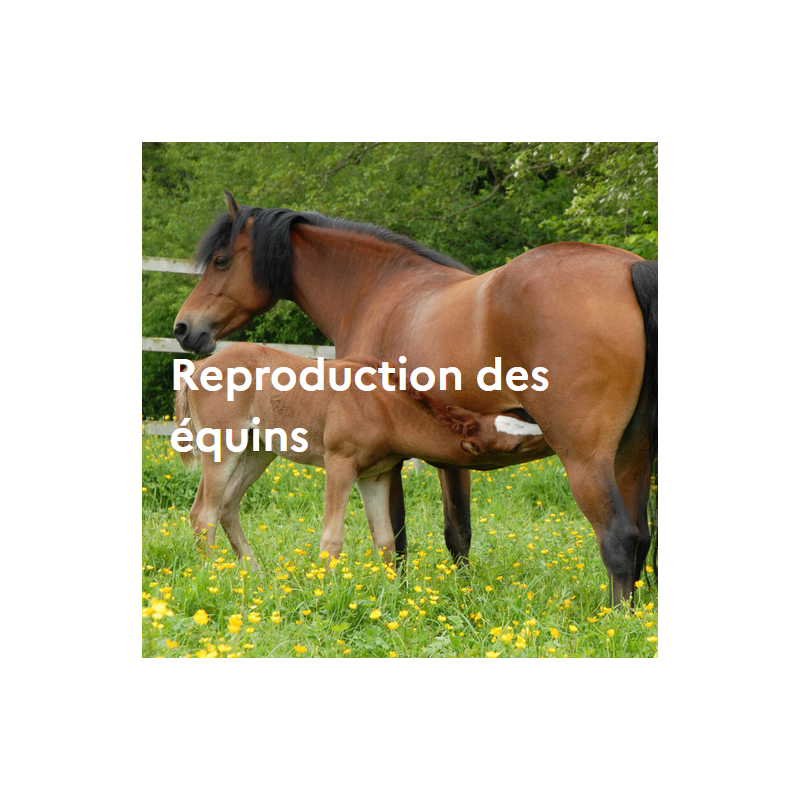 Reproduction des équins