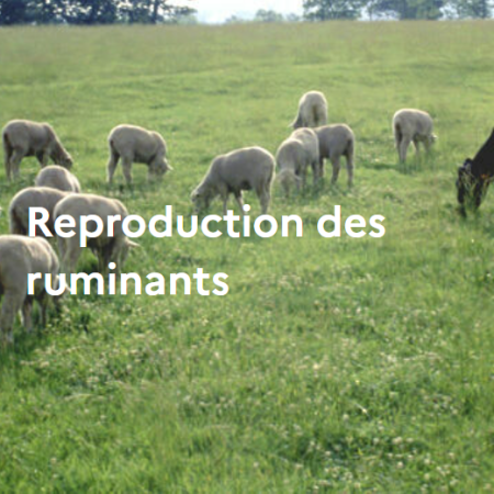 Reproduction des ruminants