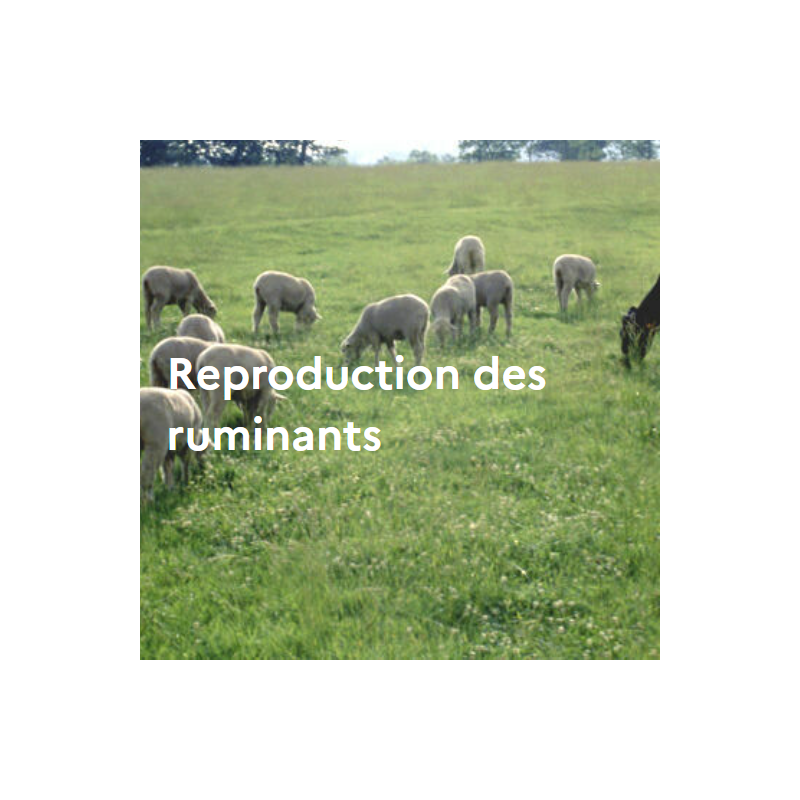 Reproduction des ruminants Reproduction des ruminants