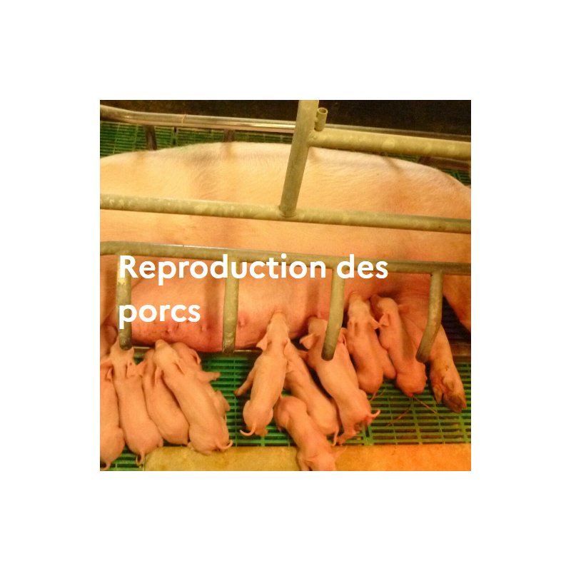 Reproduction des porcs Reproduction des porcs